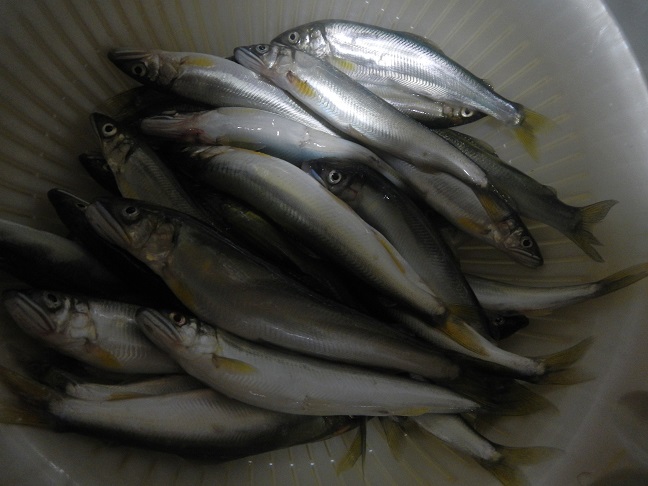鮎　釣って見ました　餌釣り　だけど