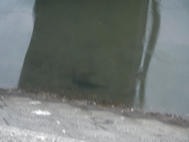 浜名湖にて　スイミングテスト　堤防に寄り添ってるのは？