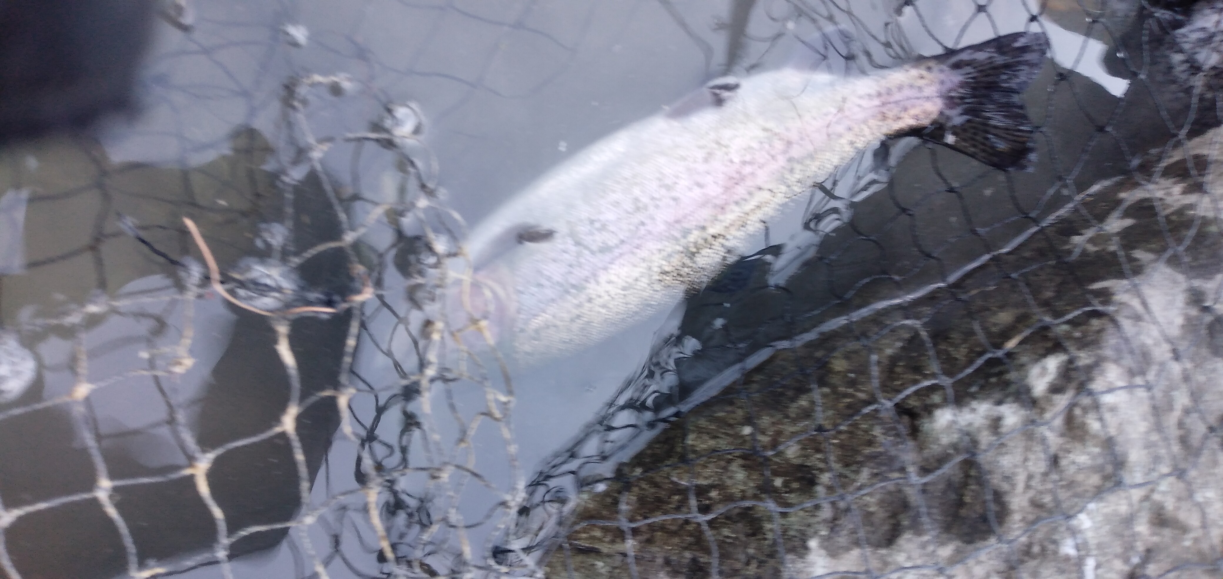 天竜川行ってきました。初釣り！