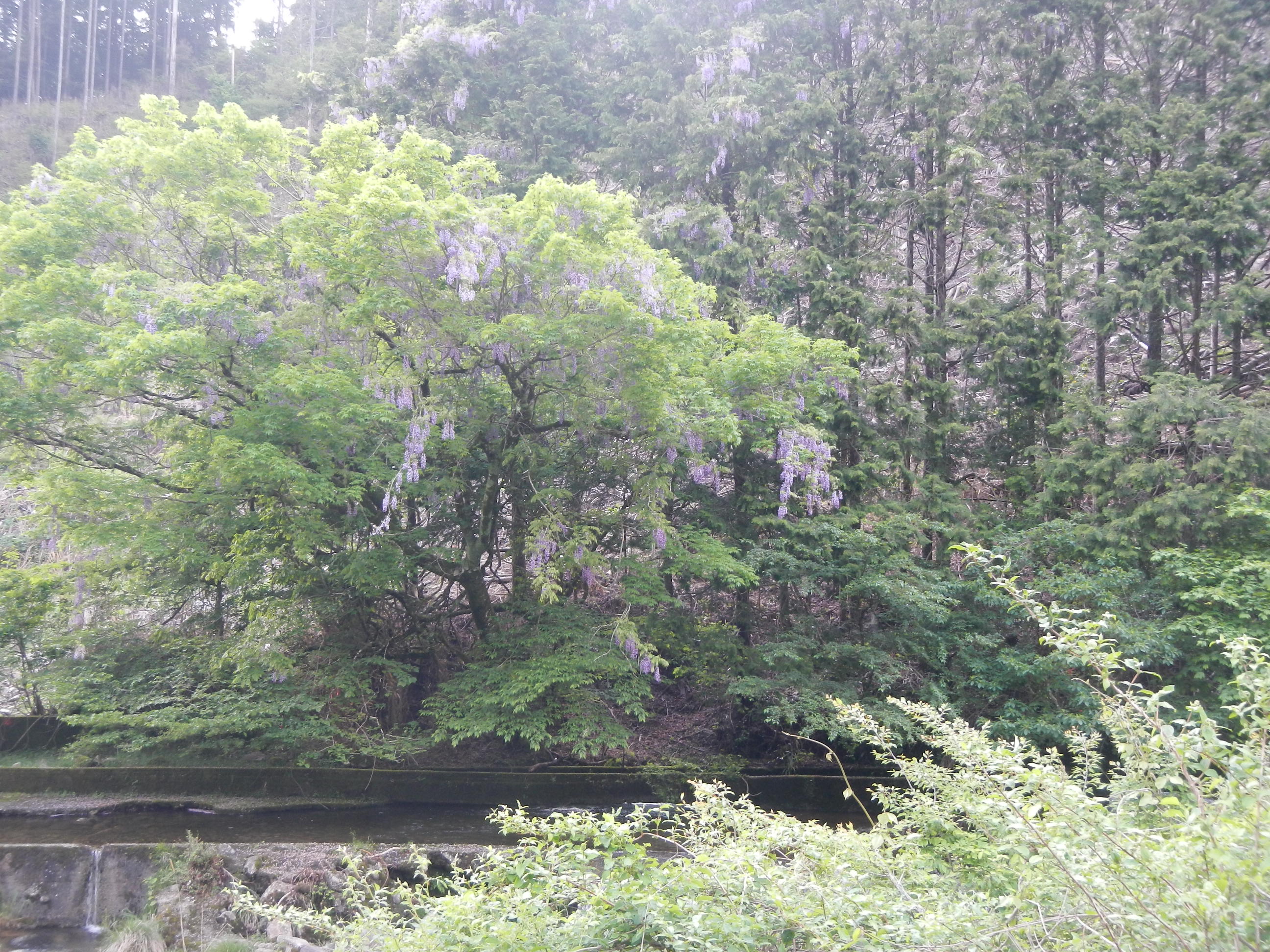 渓流釣り