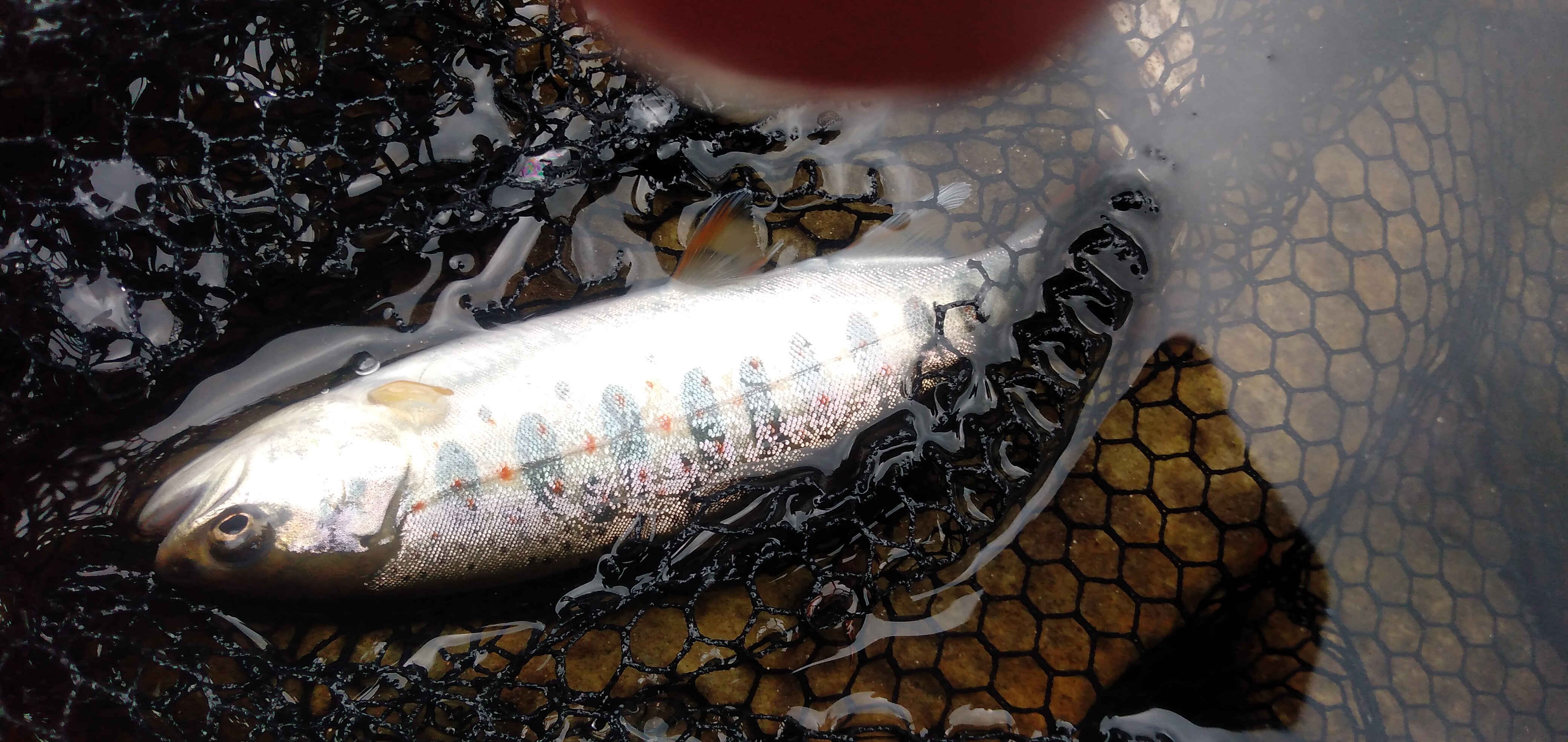 約一ヶ月ぶりの釣り。びっくり！