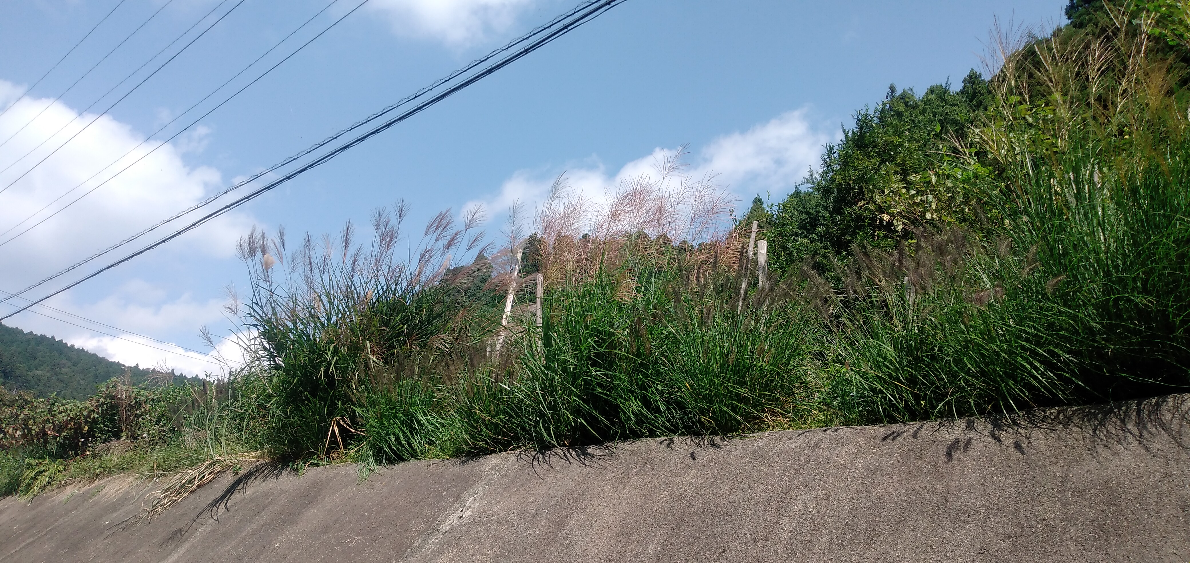 気が付けば、もうすぐ渓流閉幕！とるものとりあえず、