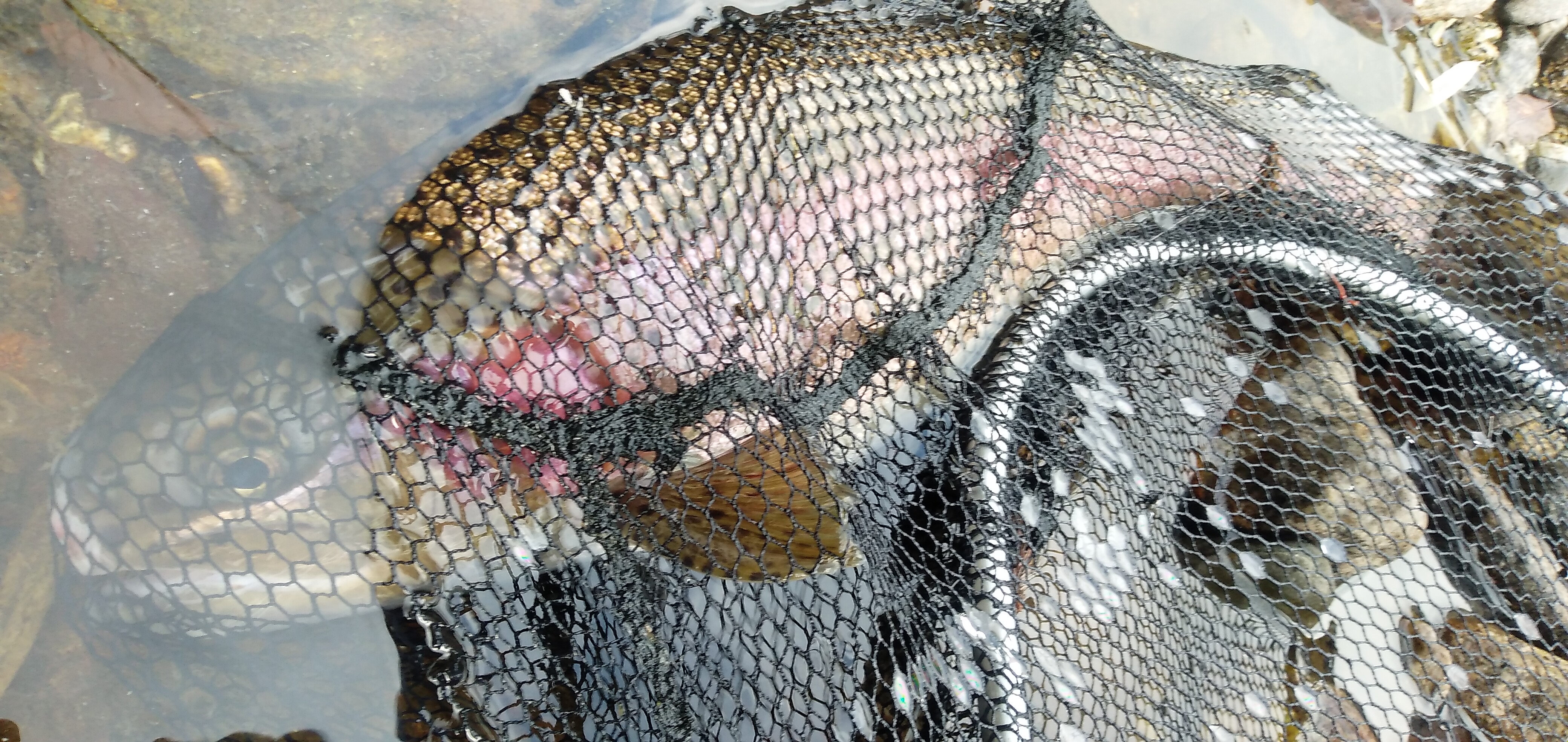 渓流釣り、まさか、まさかの釣果！
