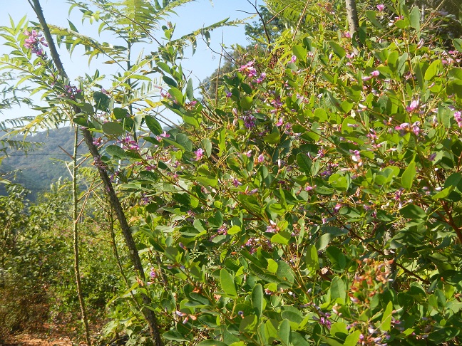 今日の月齢は２．０日。　次は名月？　これは萩の花？