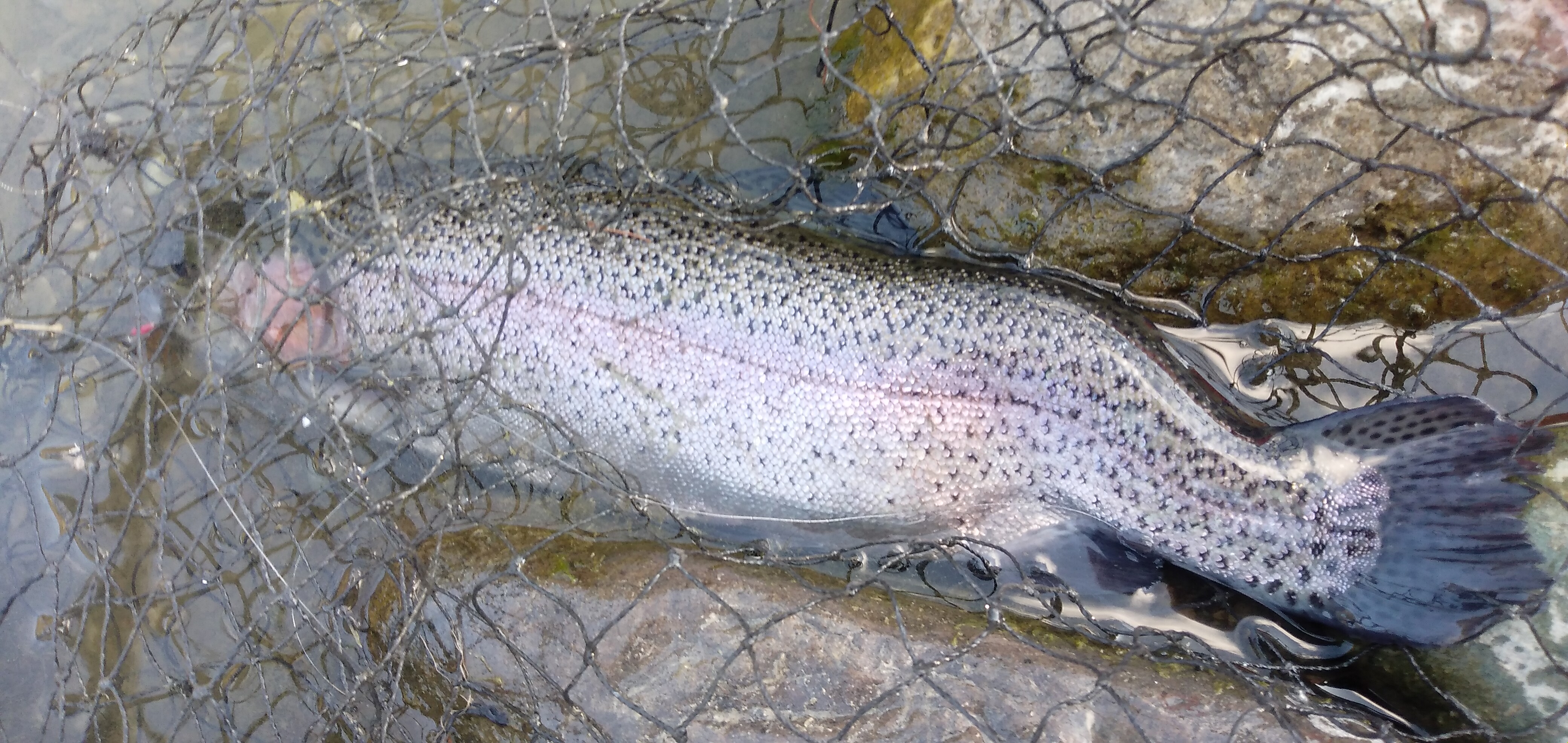 天竜川行ってきました。久々の釣果!
