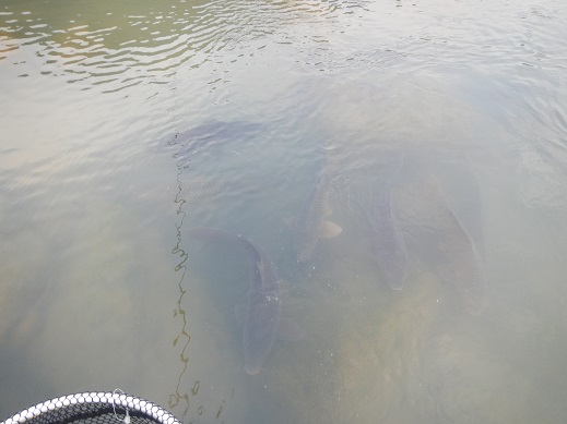 運勢もダメなら、くじ運も、魚も・・・。