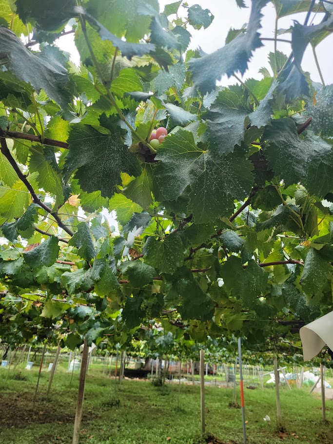 友人たちと山梨県に行ってきました！