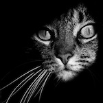 ２、⬛️ ファッションイラストレーション動画