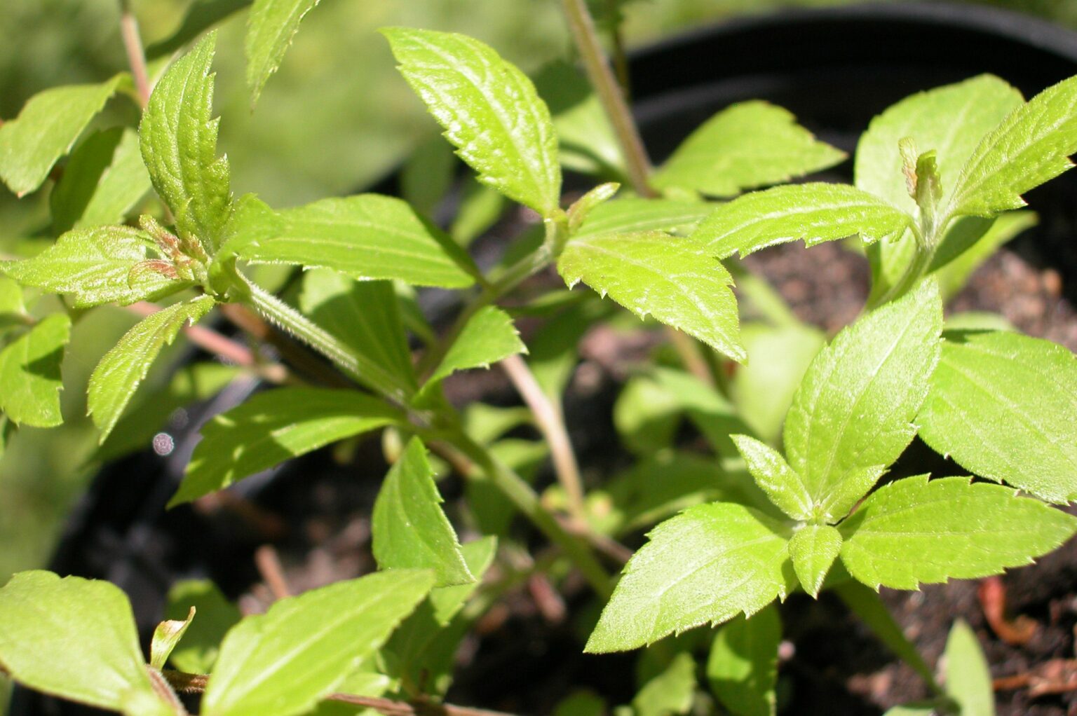 ドリームハーブ — 夢の扉をひらく植物