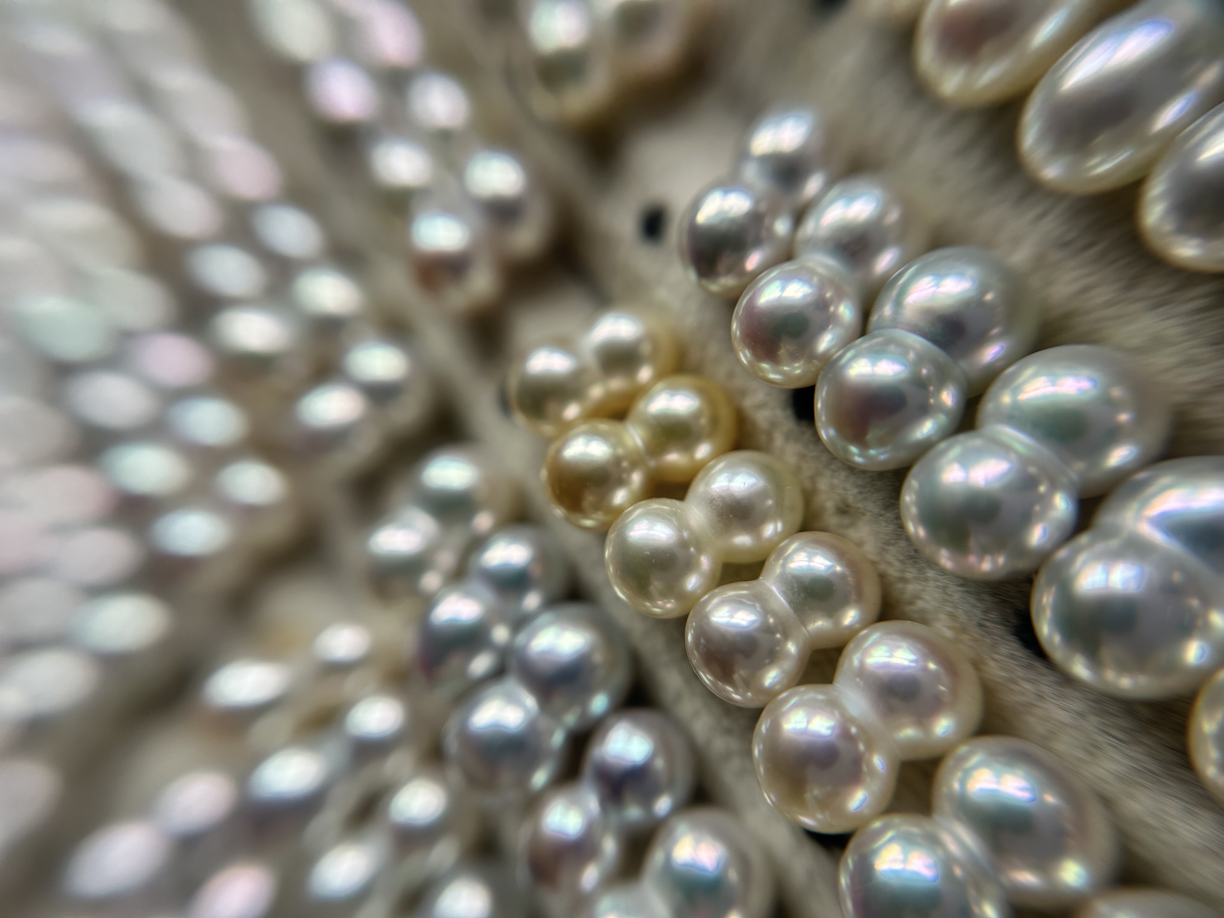 可愛い双子のあこや真珠たち✴︎✴︎