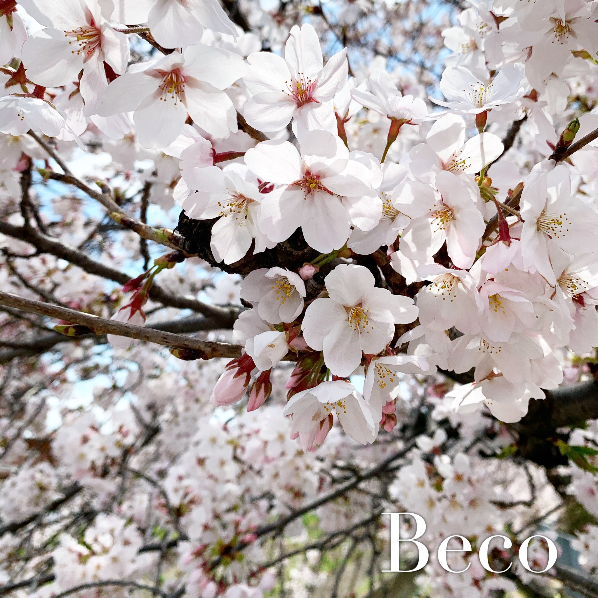 sakura♡
