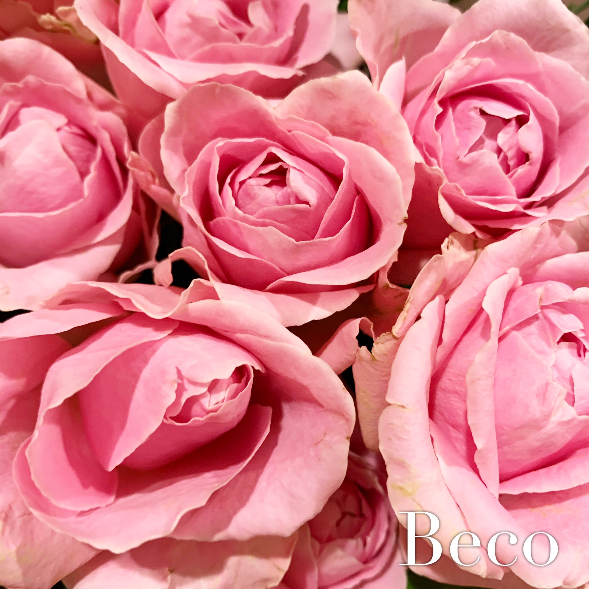 rose♡