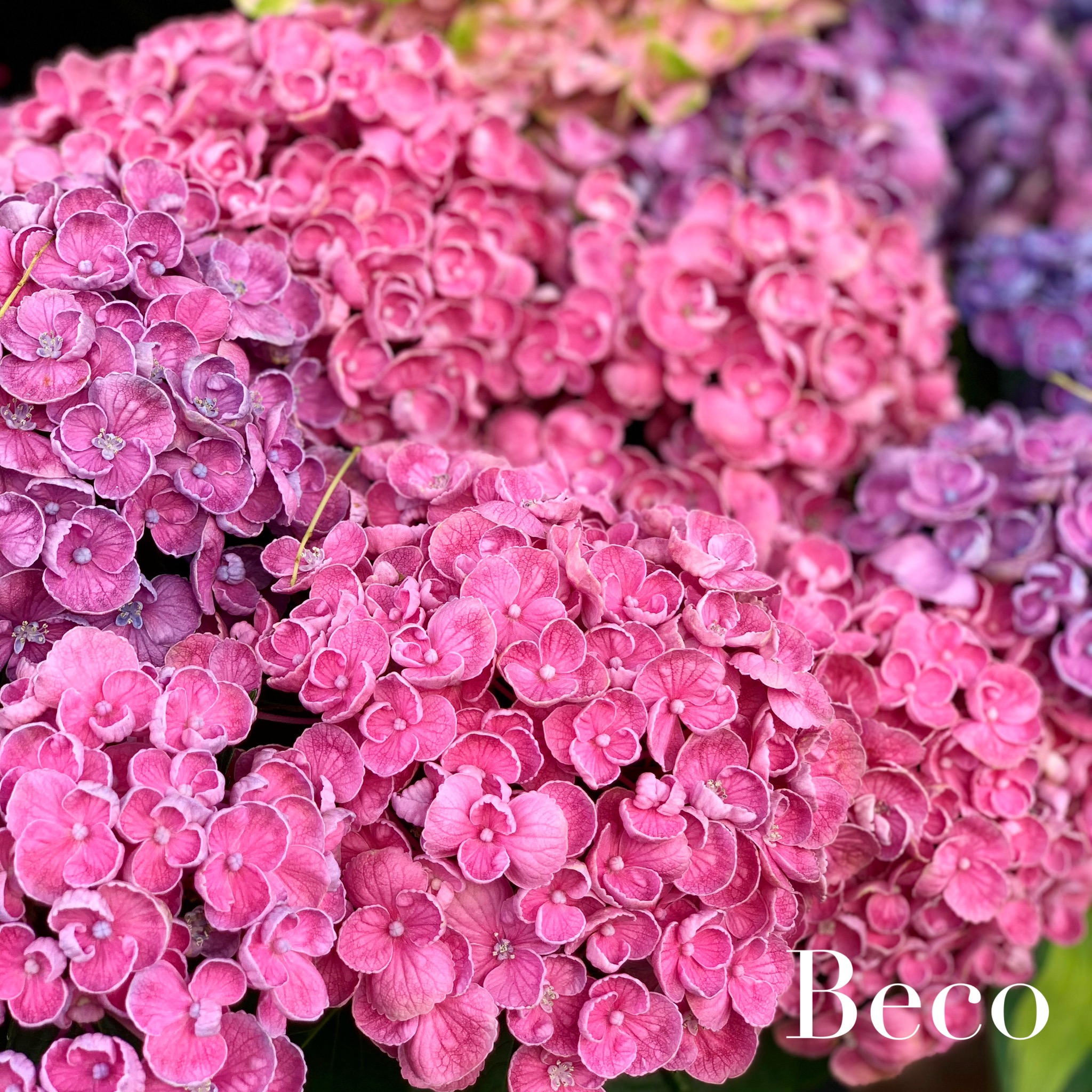 紫陽花♡