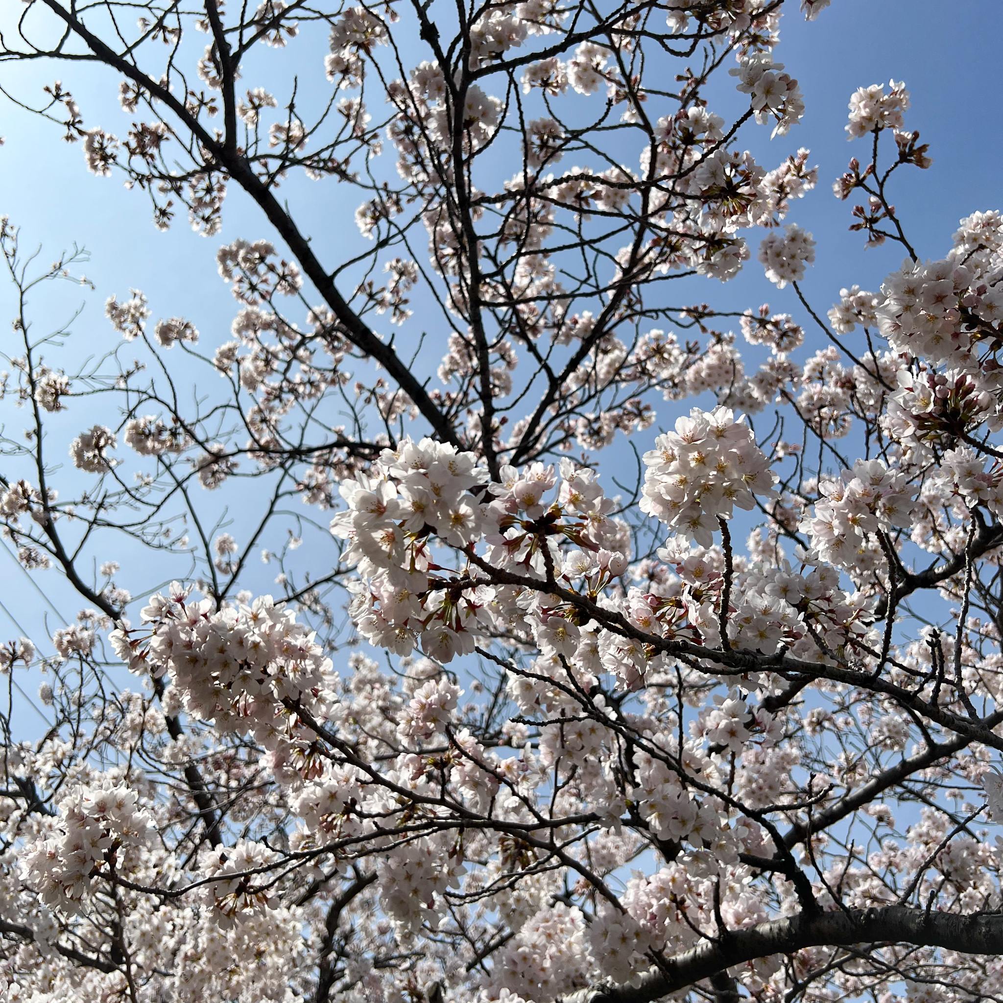 sakura♡