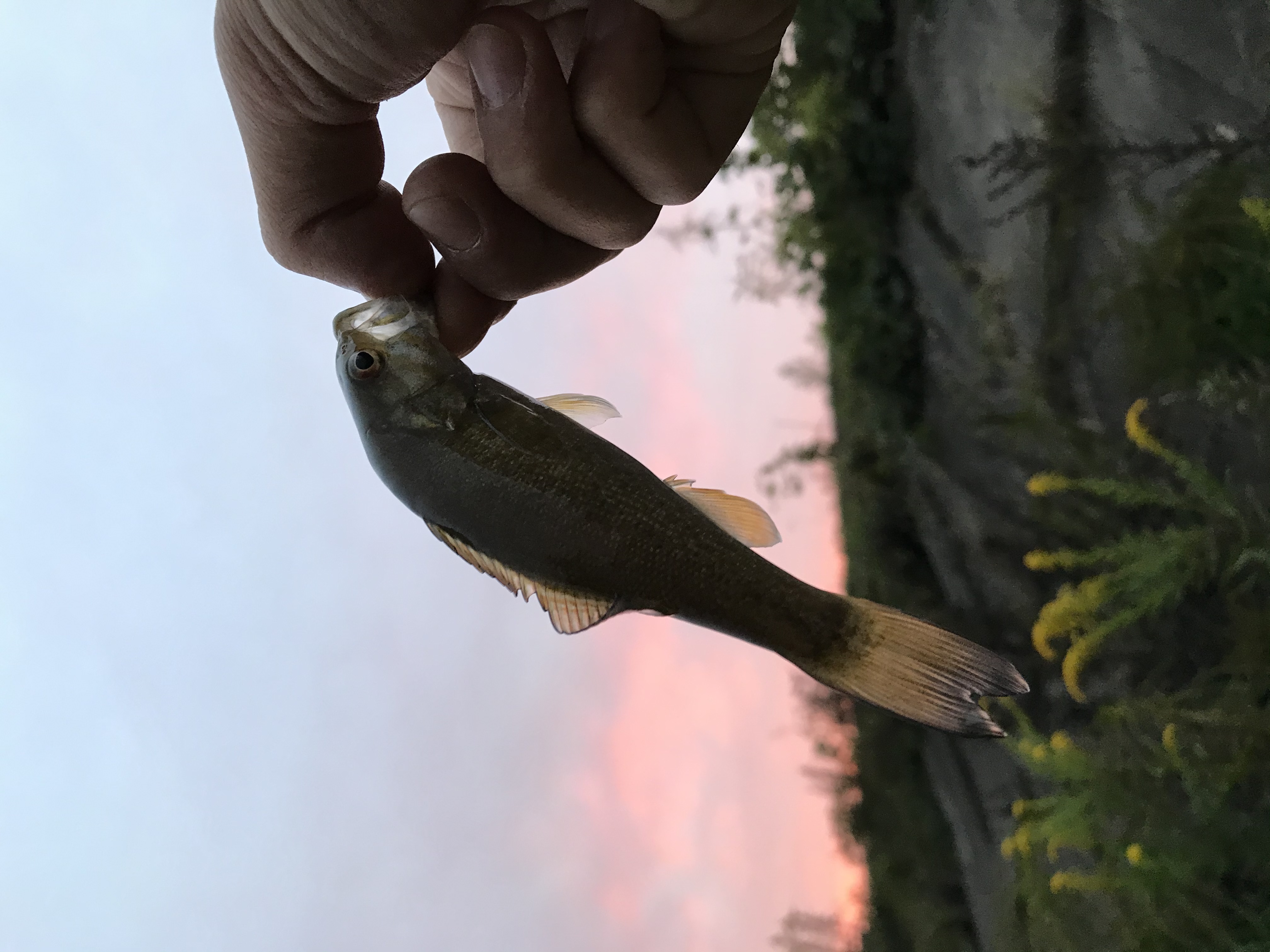 小魚