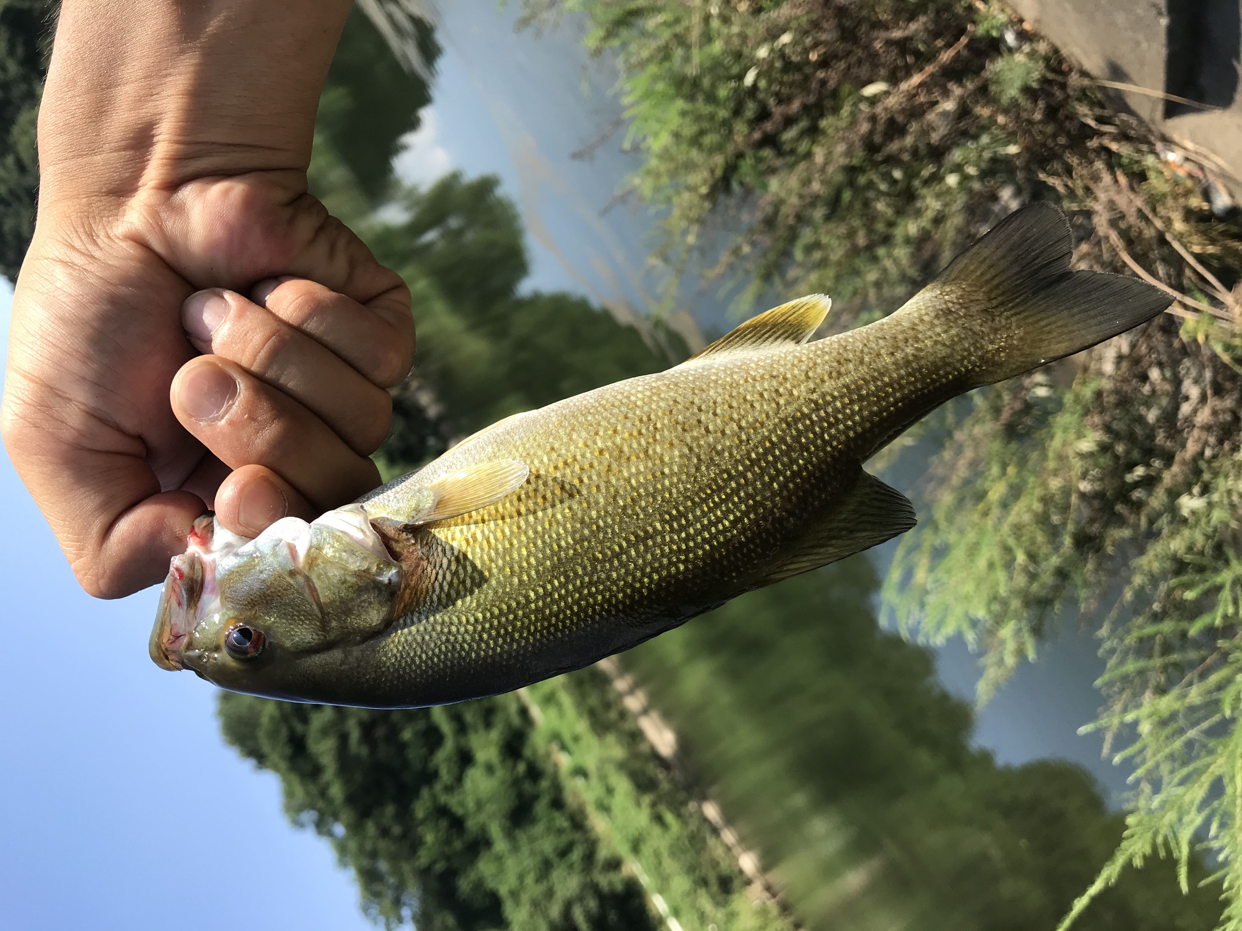バス釣り