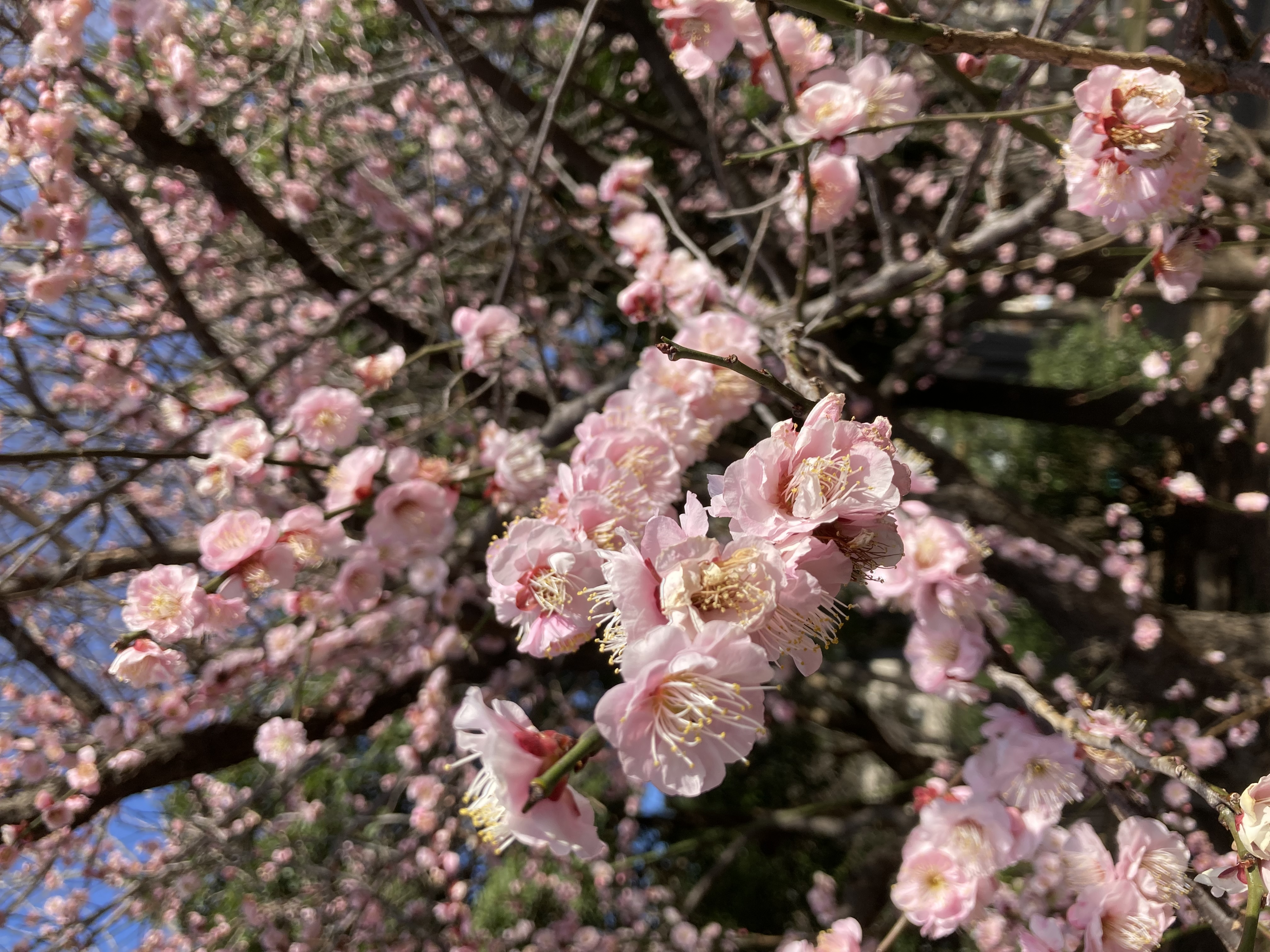梅の花