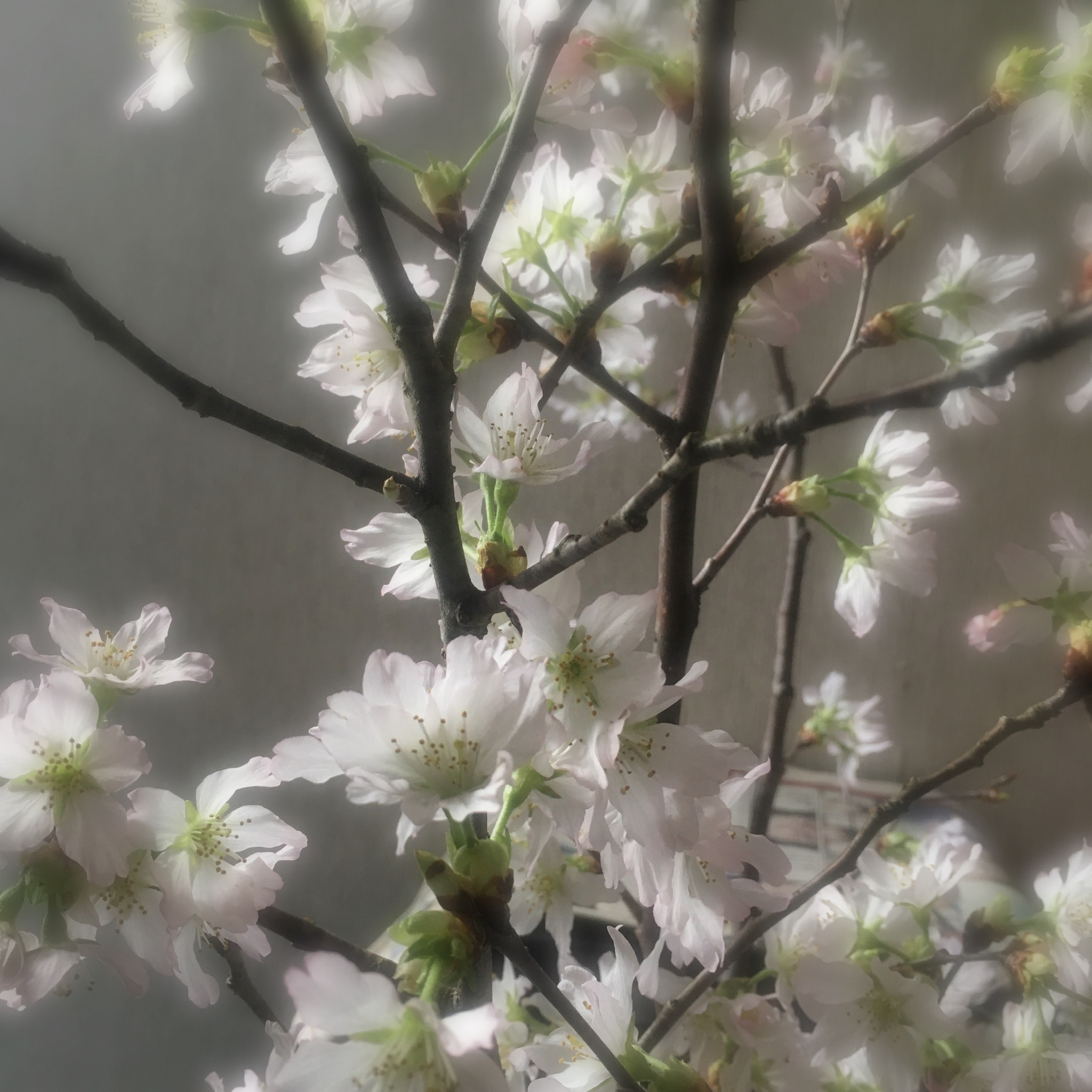 早咲きの桜