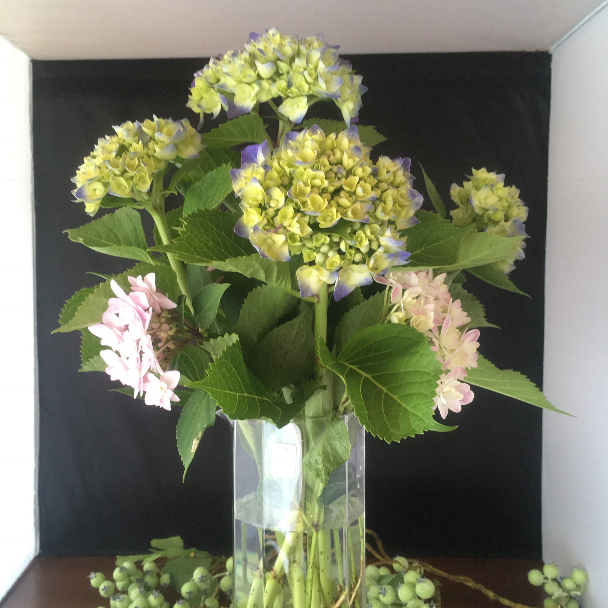紫陽花