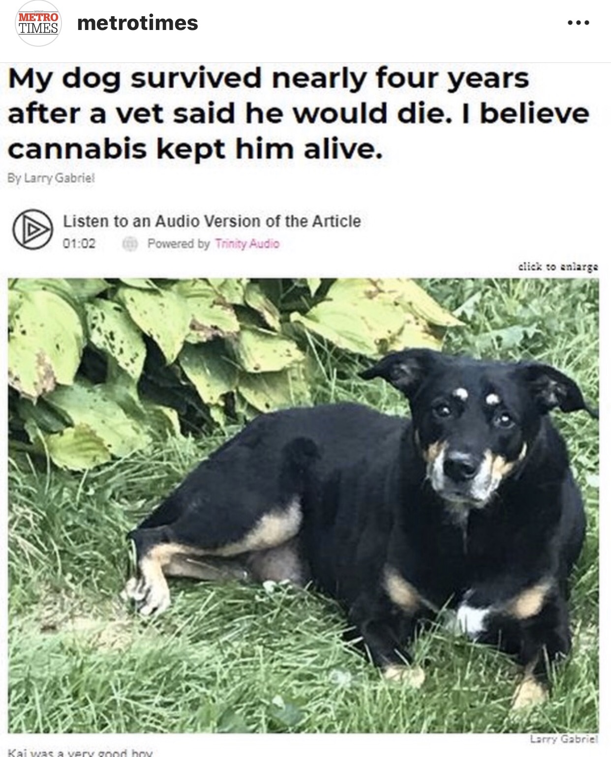 犬の癌とカンナビス