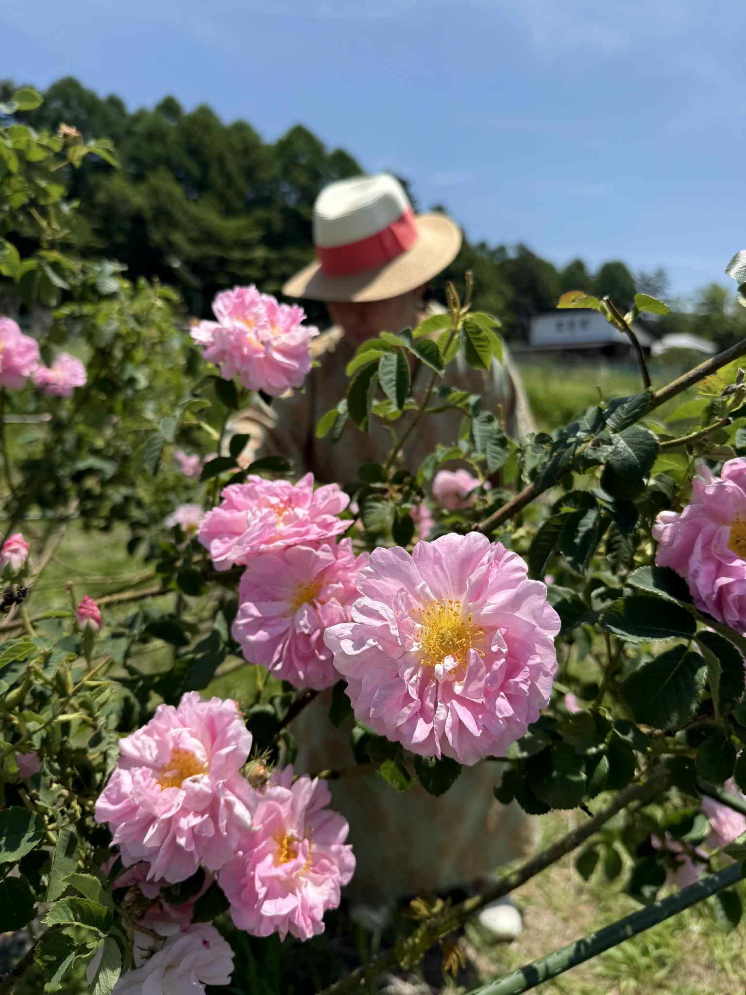 2025.06.21夏至の薔薇摘み