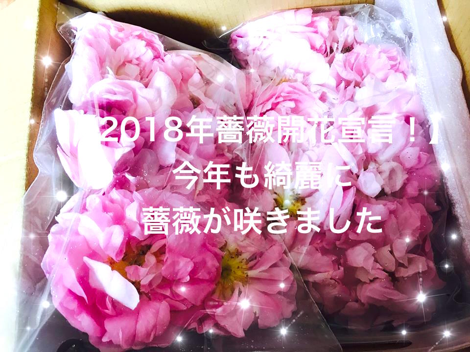 【リアルローズ速報】今年も薔薇が咲きました！