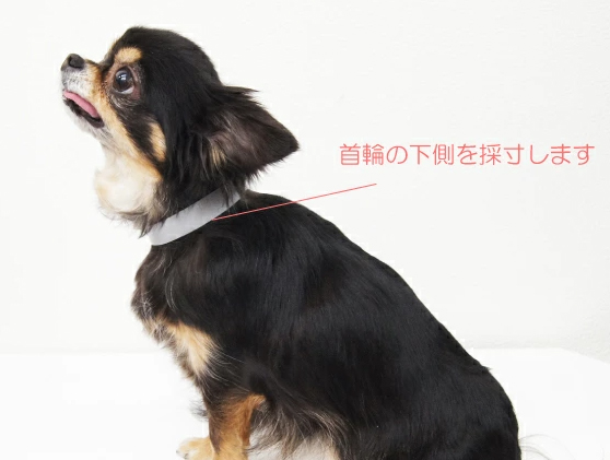 犬のサイズの計り方