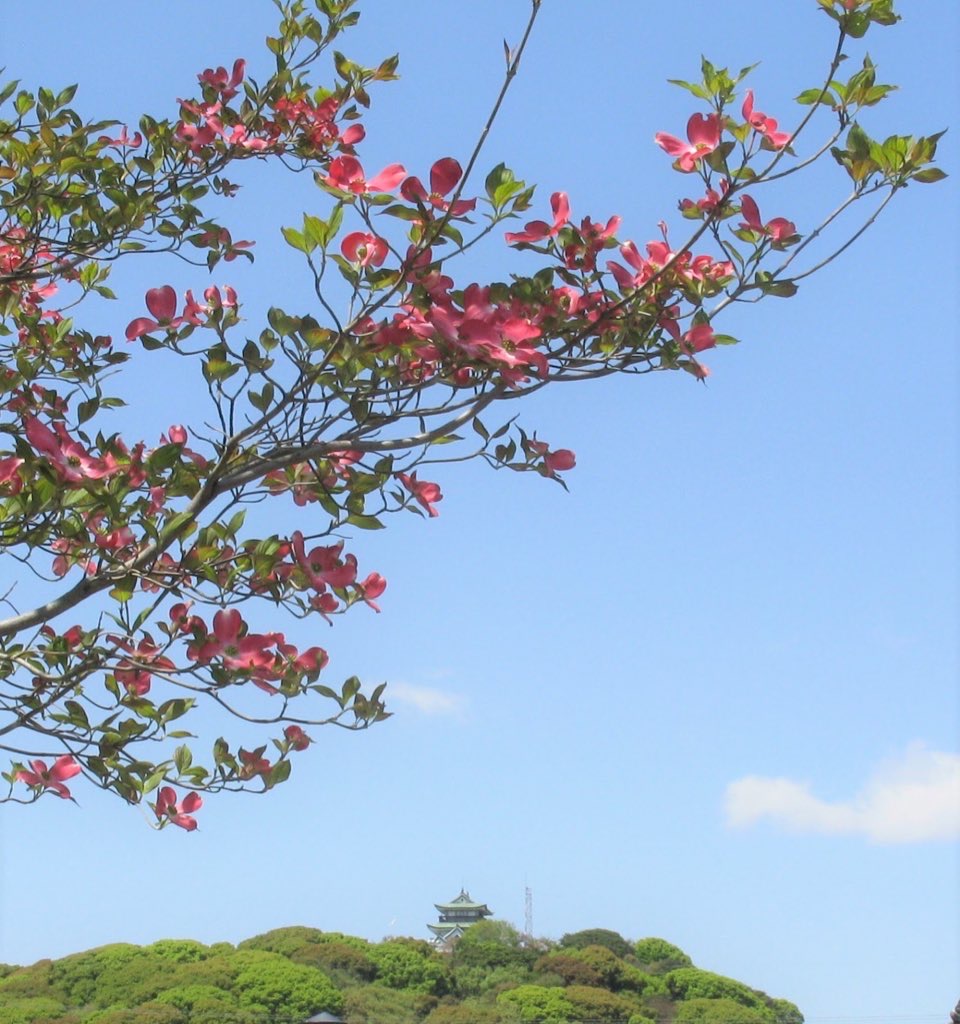 桜とハナミズキのベビーリング