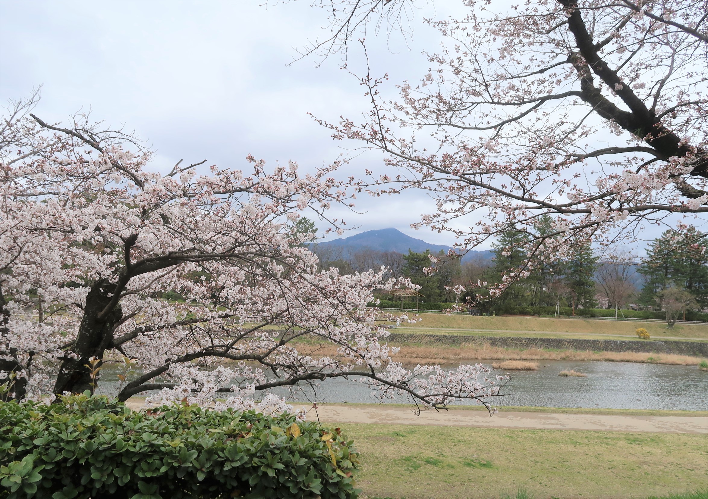 京都の桜情報
