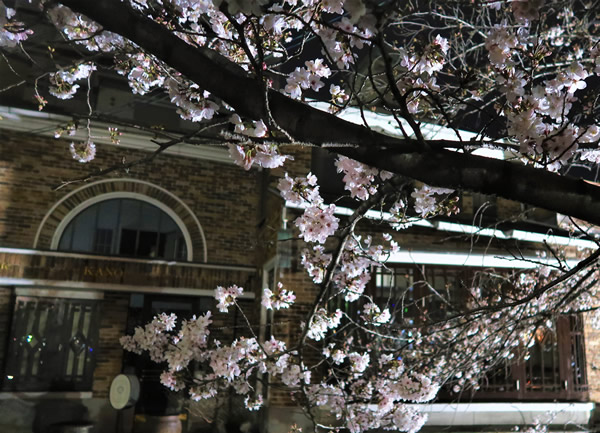 気になる京都４でご紹介している喫茶店前の桜
