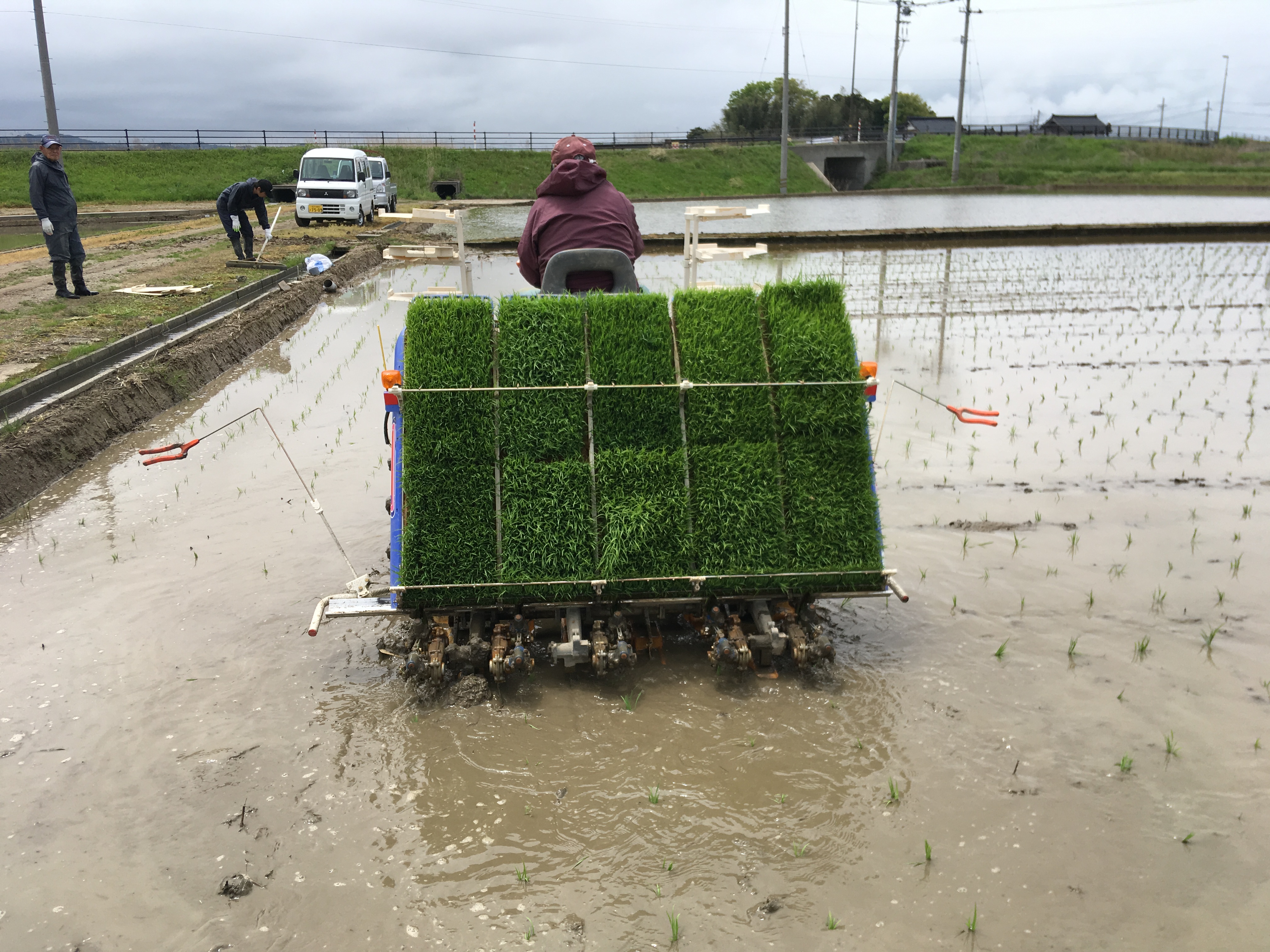 田植え2019
