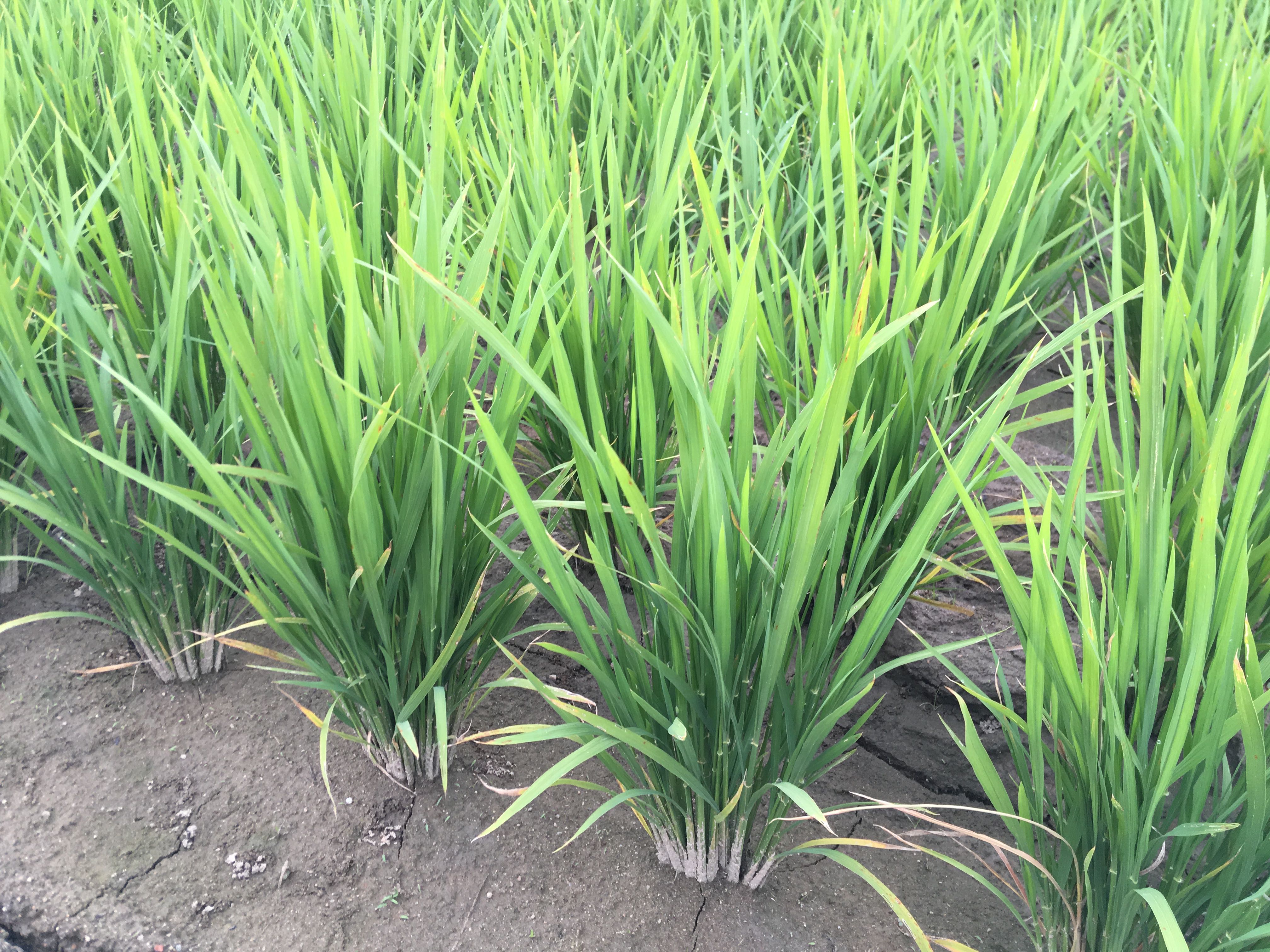 6月の農作業