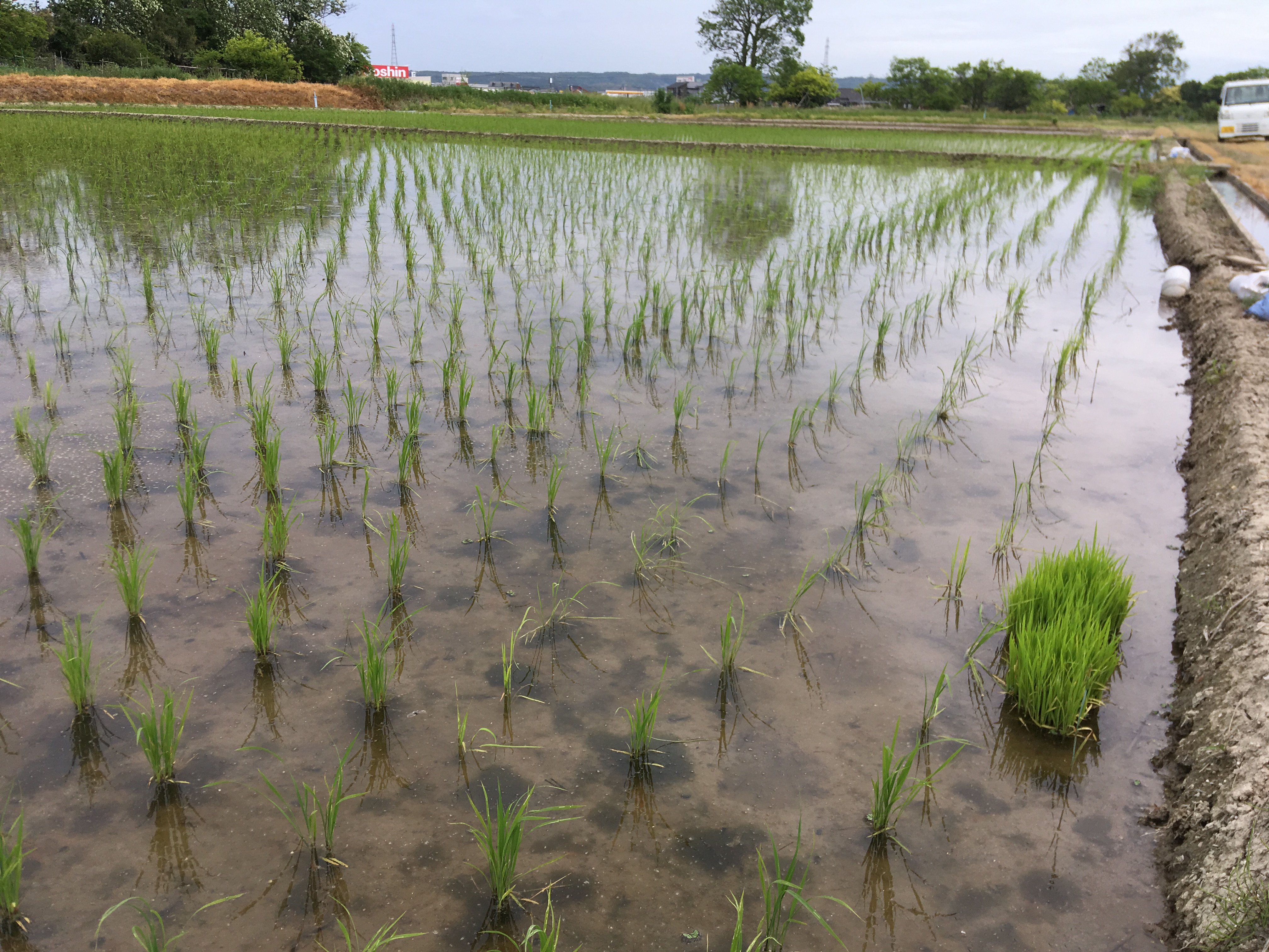 引き続きのチェーン除草 