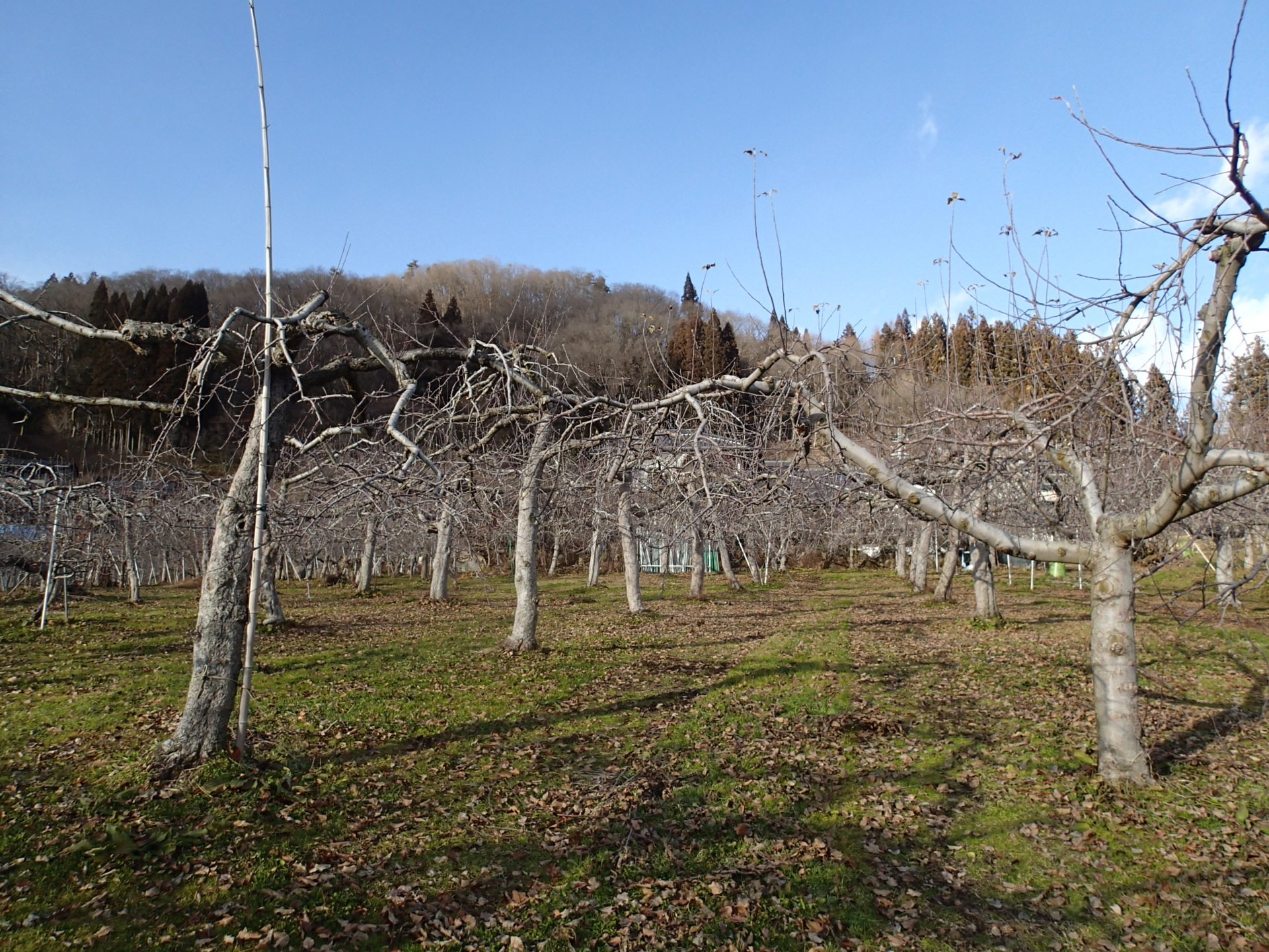 2025年度の注文受付は終了しました