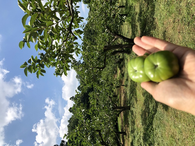 夏の仕事