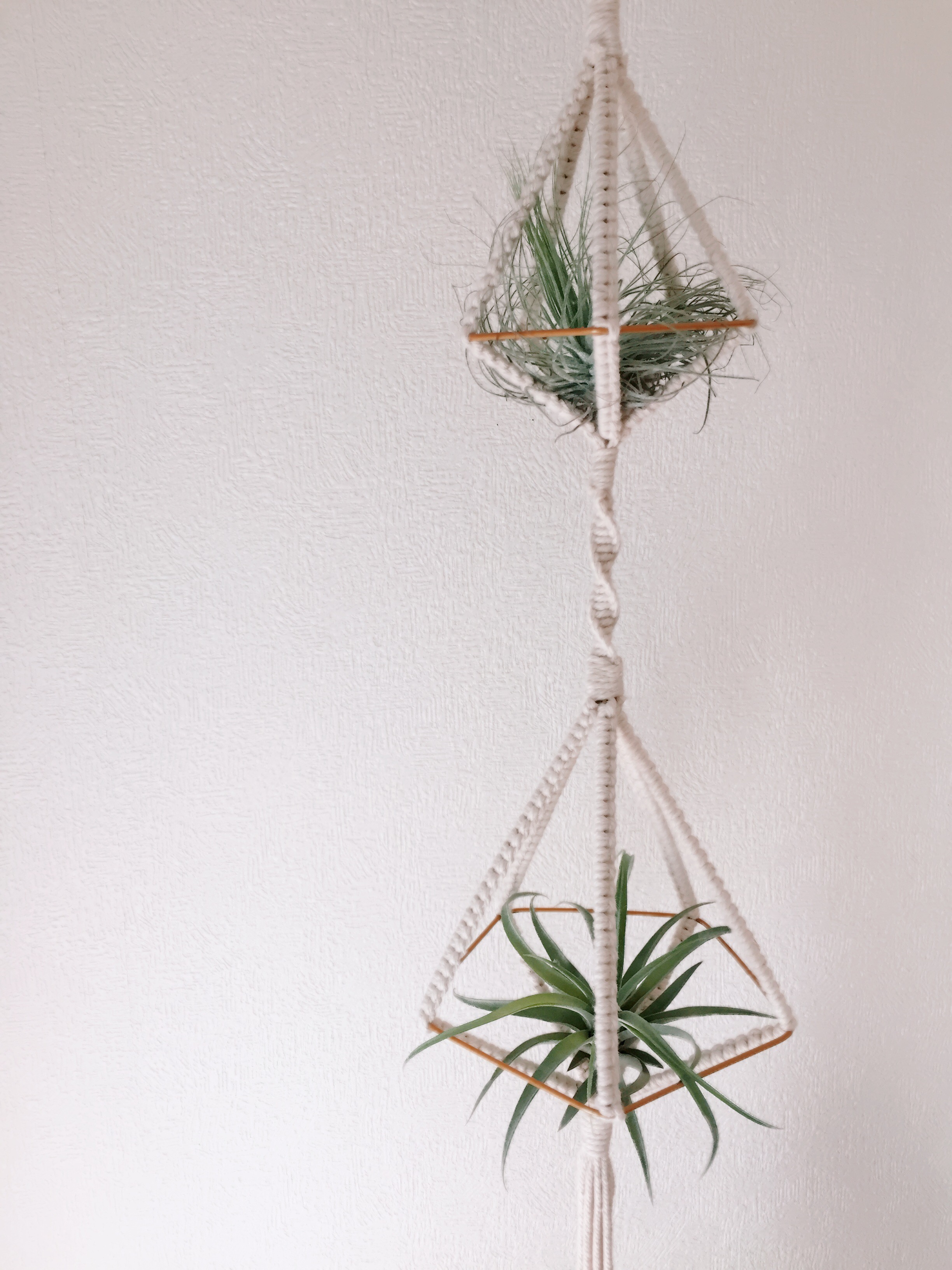 エアプランツでお部屋をおしゃれに♡