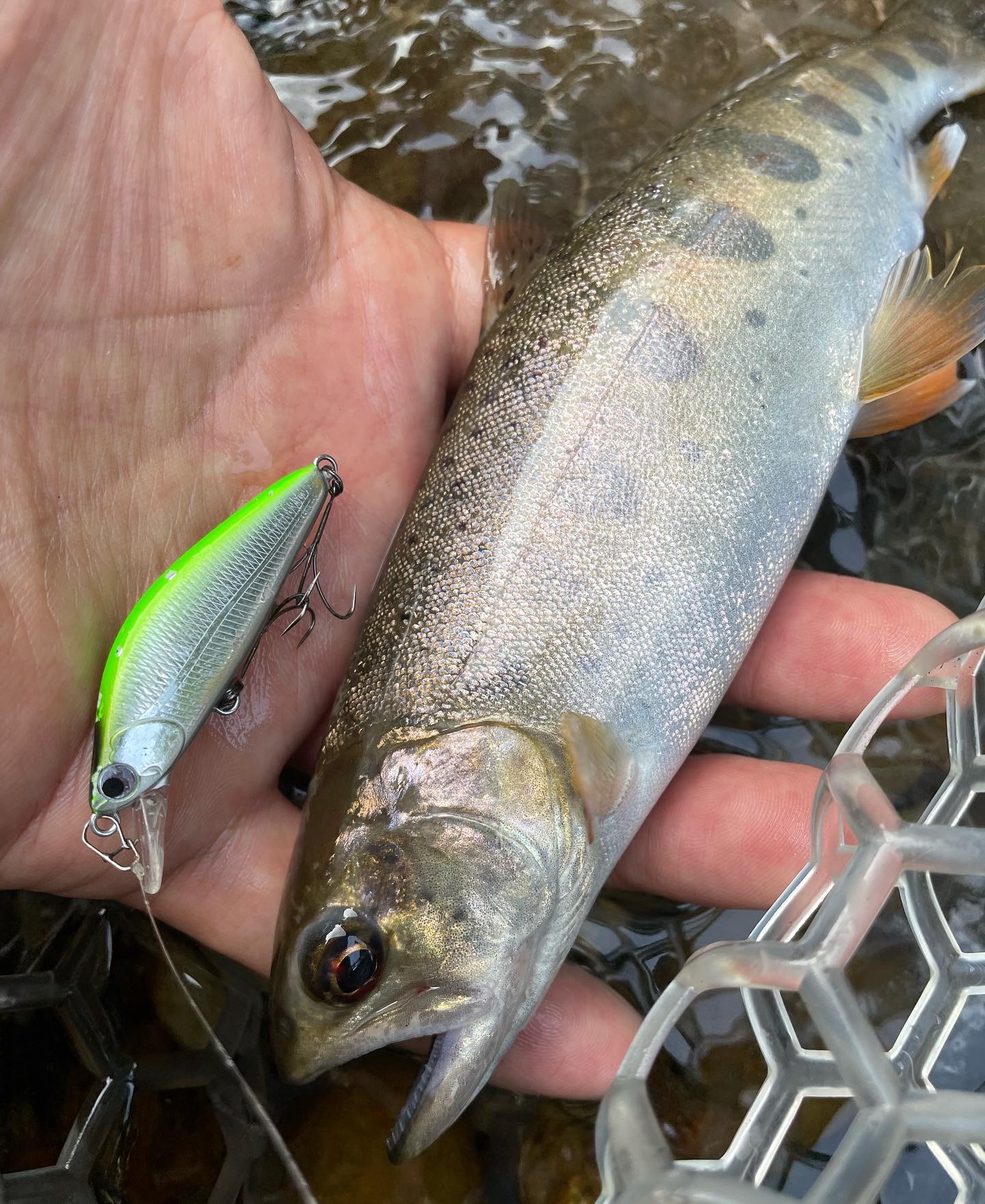 釣果報告
