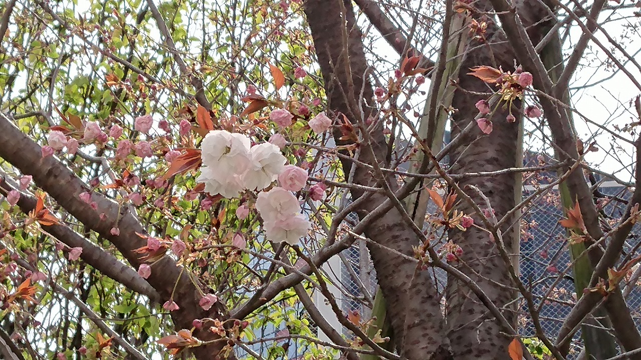 銀座の八重桜