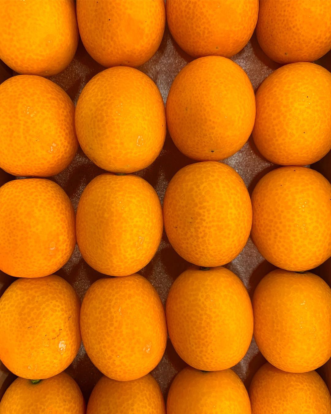 高知県の冬から春にかけて柑橘類が楽しめます。