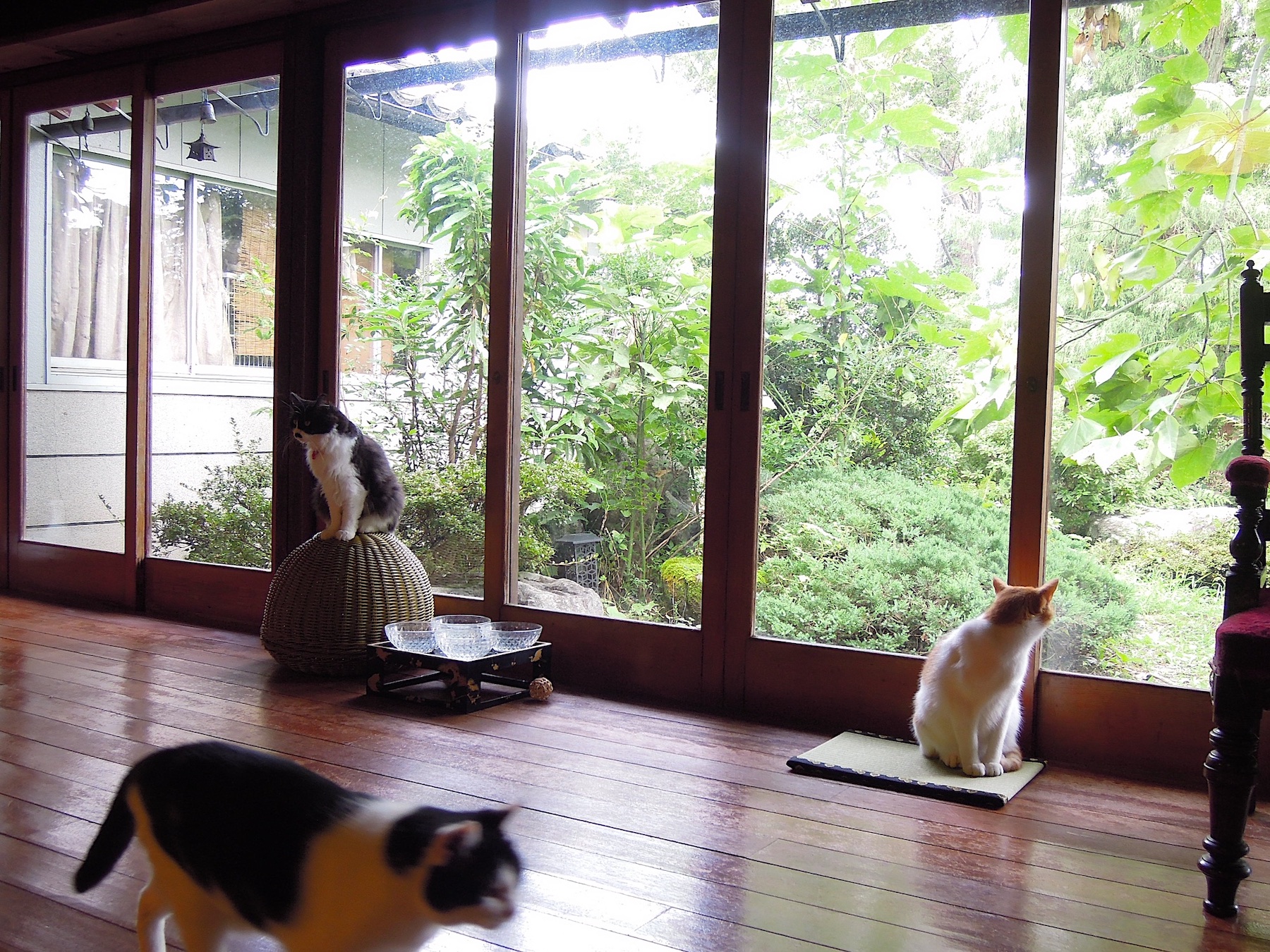 撮影モデル猫 〜月猫カフェについて〜