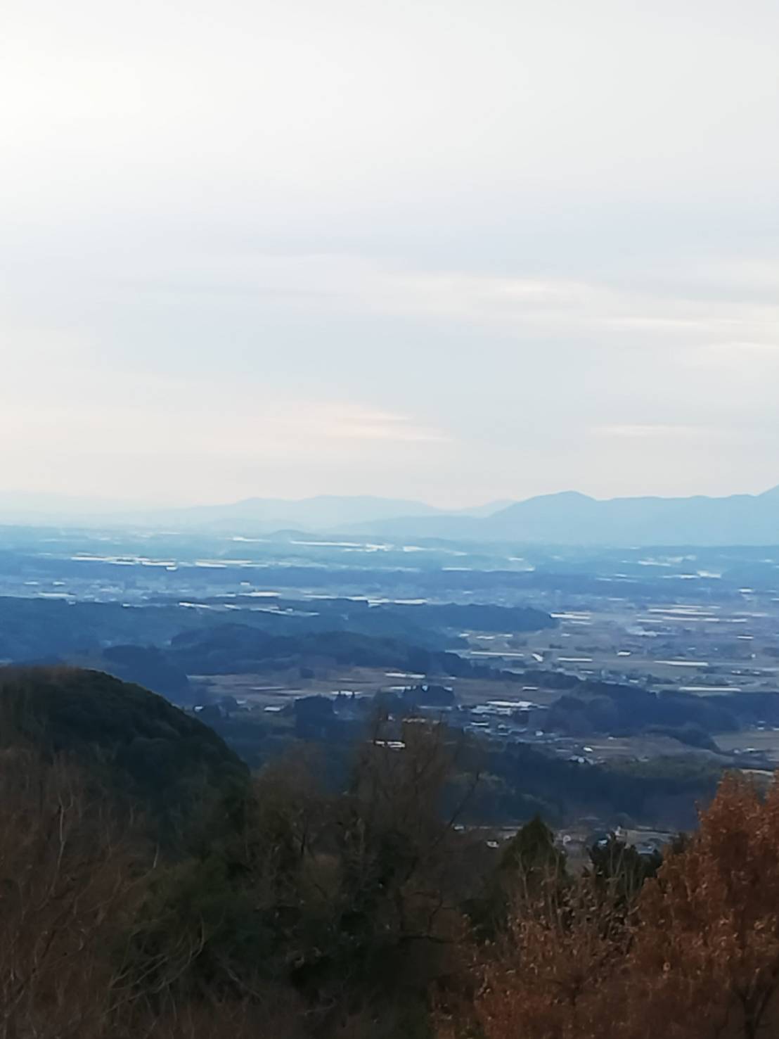 アルバーロの松葉ジュースはどこから来てる？？