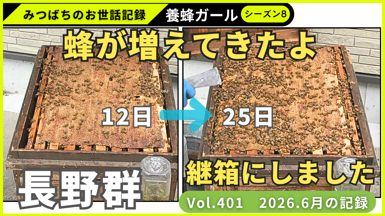 みつばちは今日も元気に頑張っています🐝