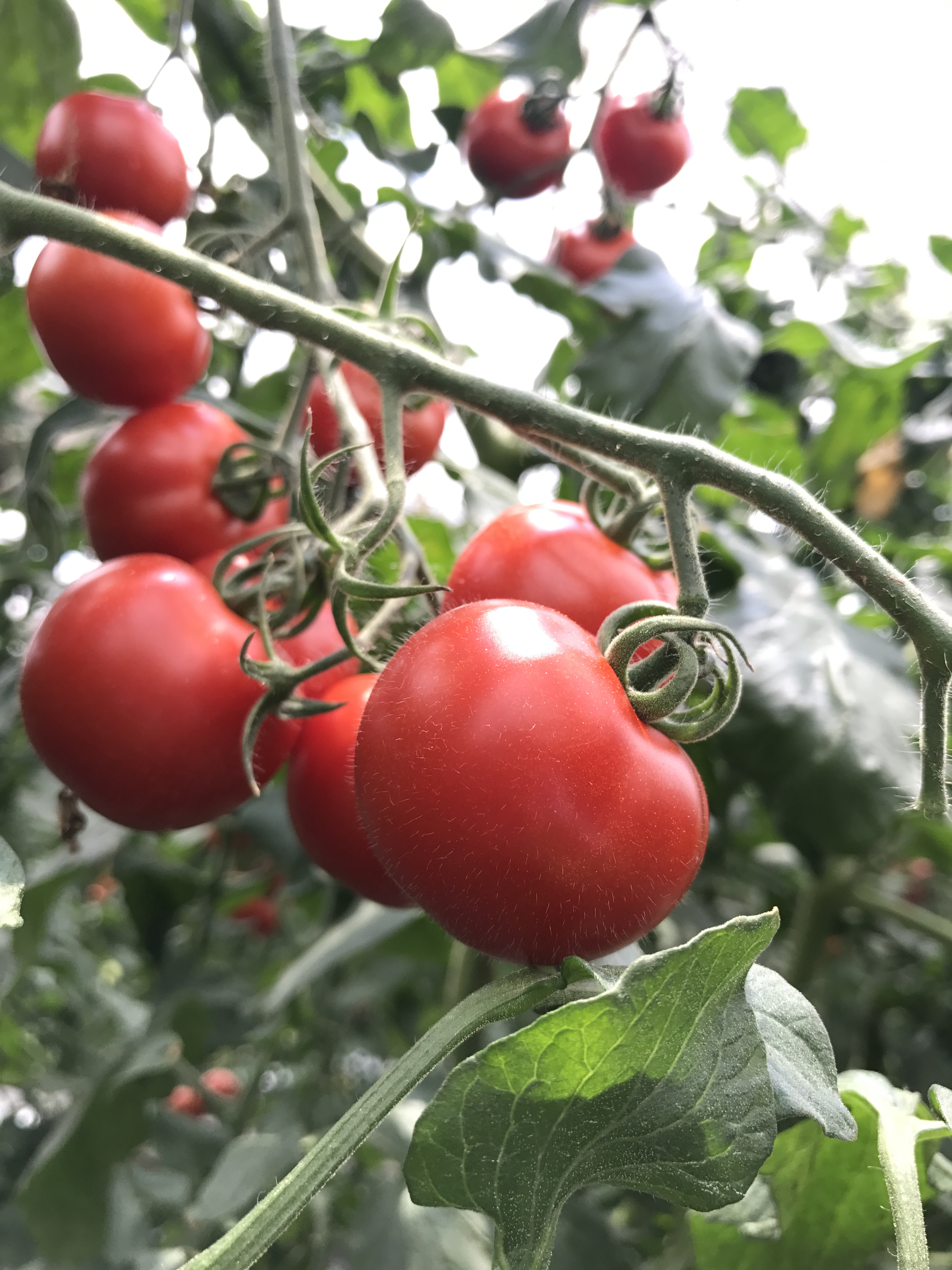 「匠 TAKUMI」の大きさは?