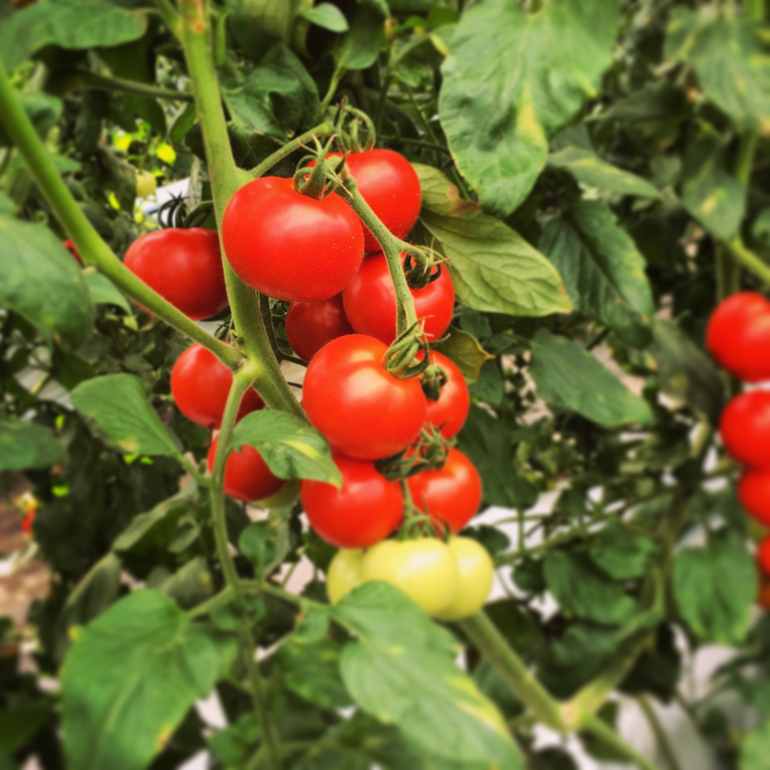 『フルーツトマト「匠 TAKUMI」はいつまで販売しますか?』