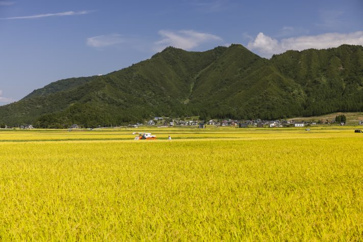 令和6年度産魚沼産コシヒカリ塩沢地区限定一頭米完売のお知らせと新米予約先行受付のご案内