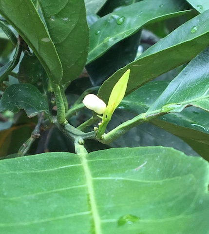 園地に白い「花が咲く」