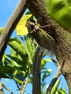 夏の早朝