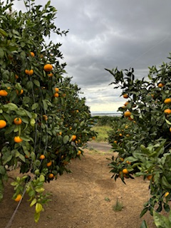 12月販売の青島みかん🍊収穫開始します