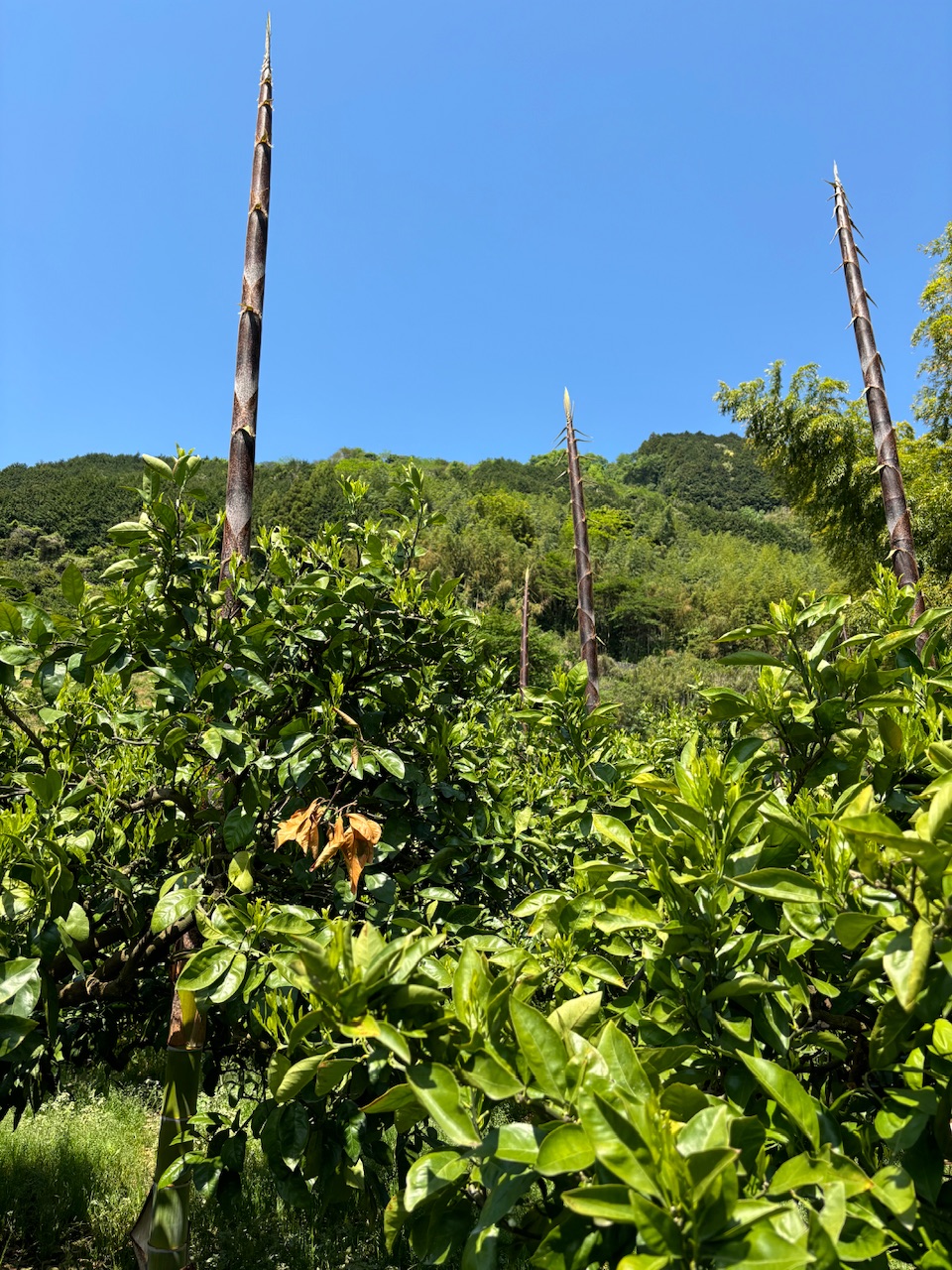 筍タワー出現か？！　山の畑で剪定です