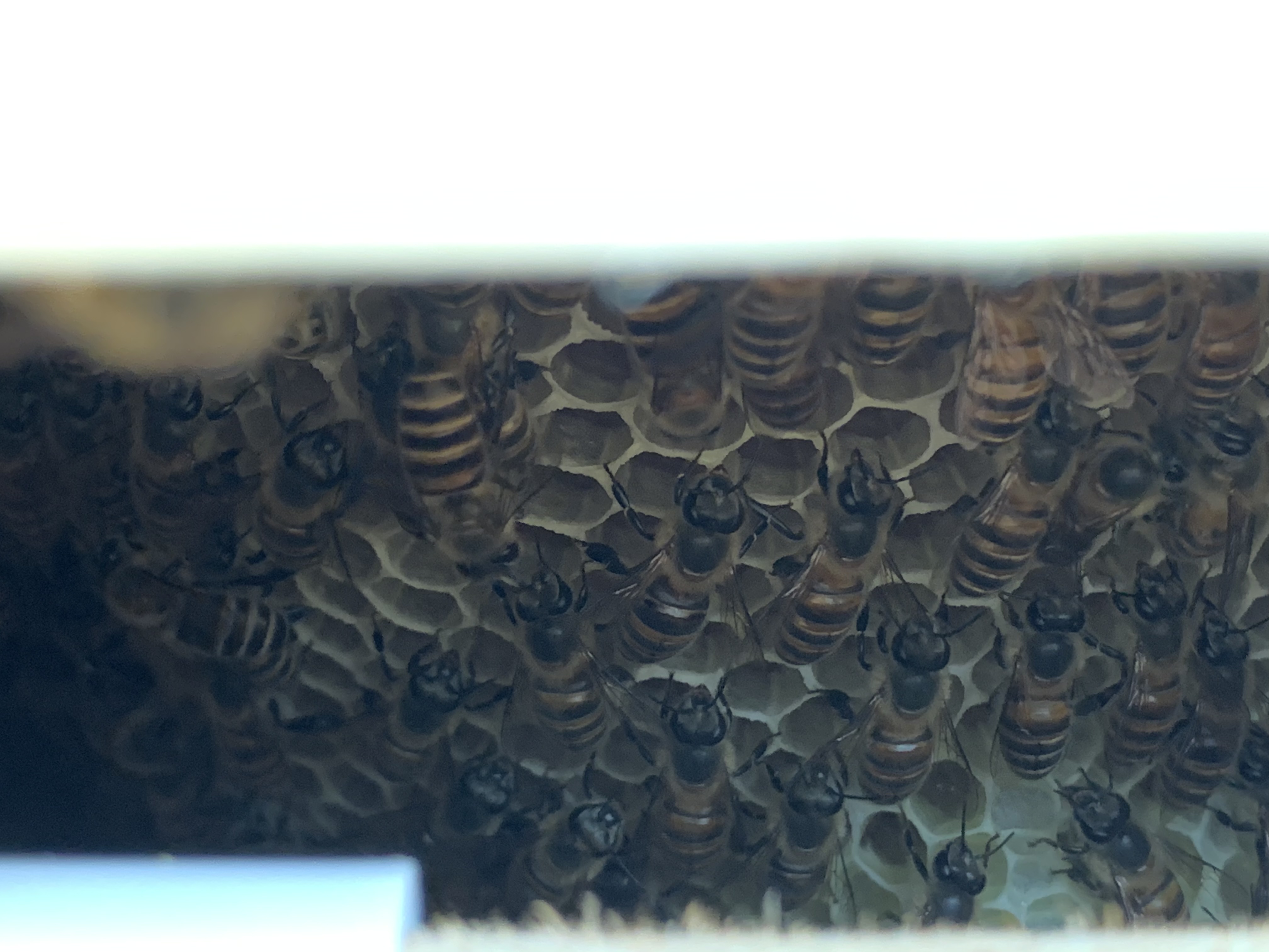 ミツバチにも辛い夏ー百花和蜜の販売準備をしています